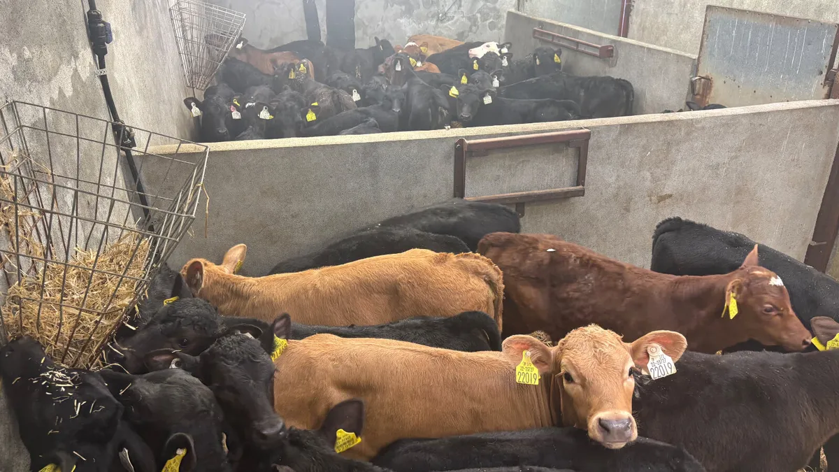 ⭐️Large Selection Of Top Quality Calves ⭐️ - Image 3