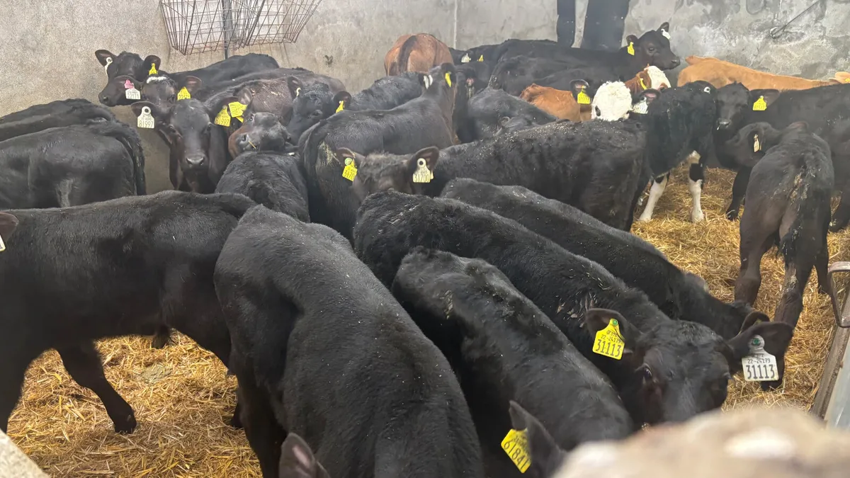 ⭐️Large Selection Of Top Quality Calves ⭐️ - Image 2