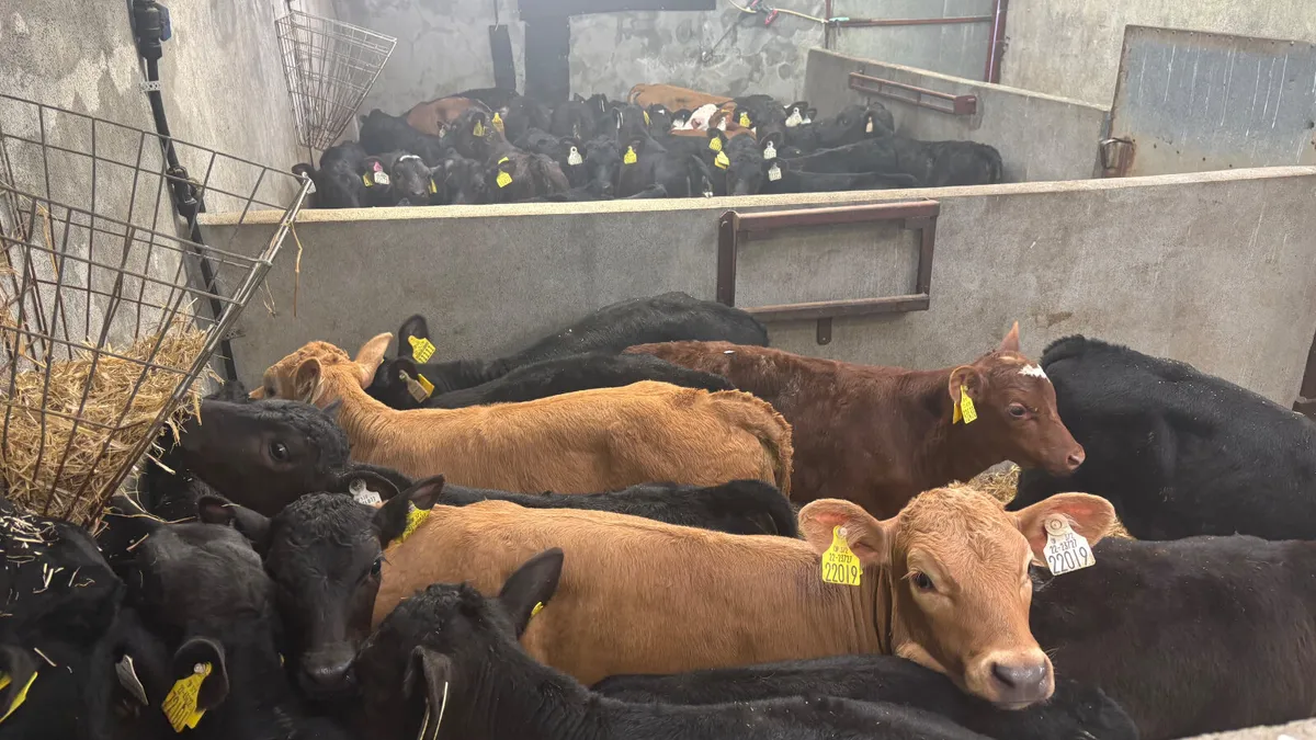 ⭐️Large Selection Of Top Quality Calves ⭐️ - Image 1