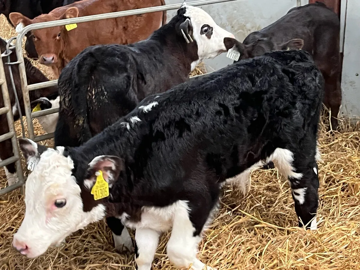 Super Powerful HE & AA Bull Calves - Image 2
