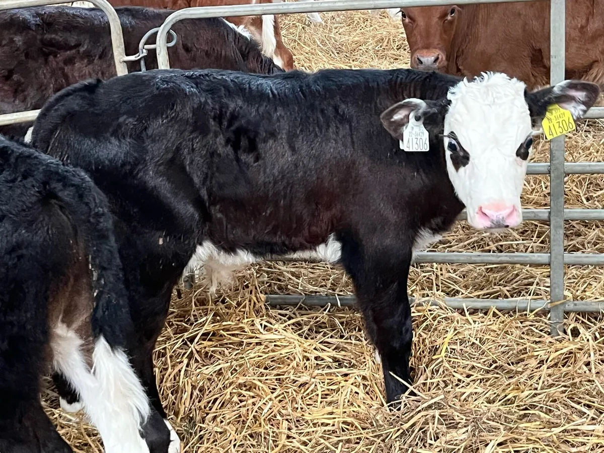 Super Powerful HE & AA Bull Calves - Image 3