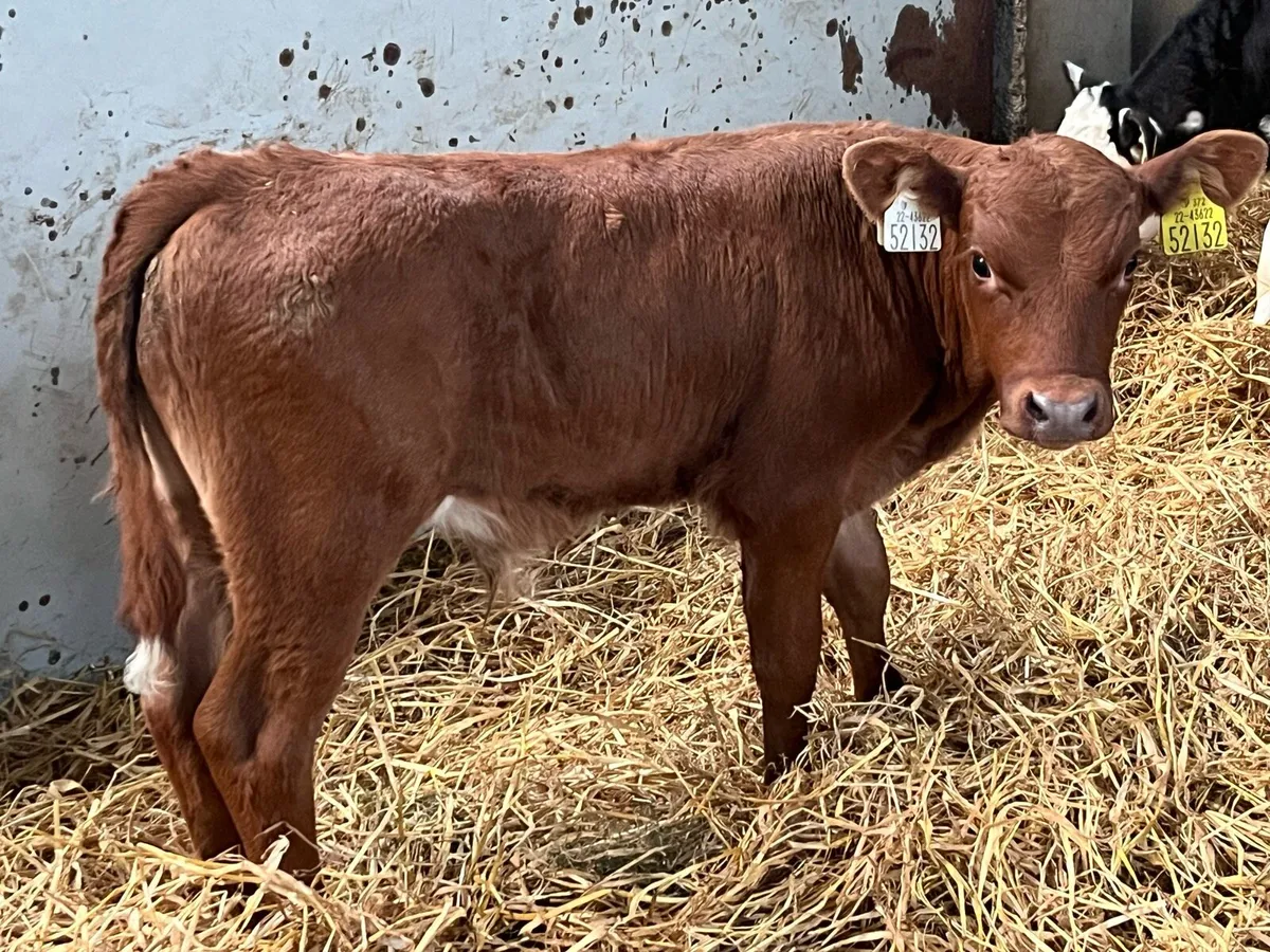 Super Powerful HE & AA Bull Calves - Image 1