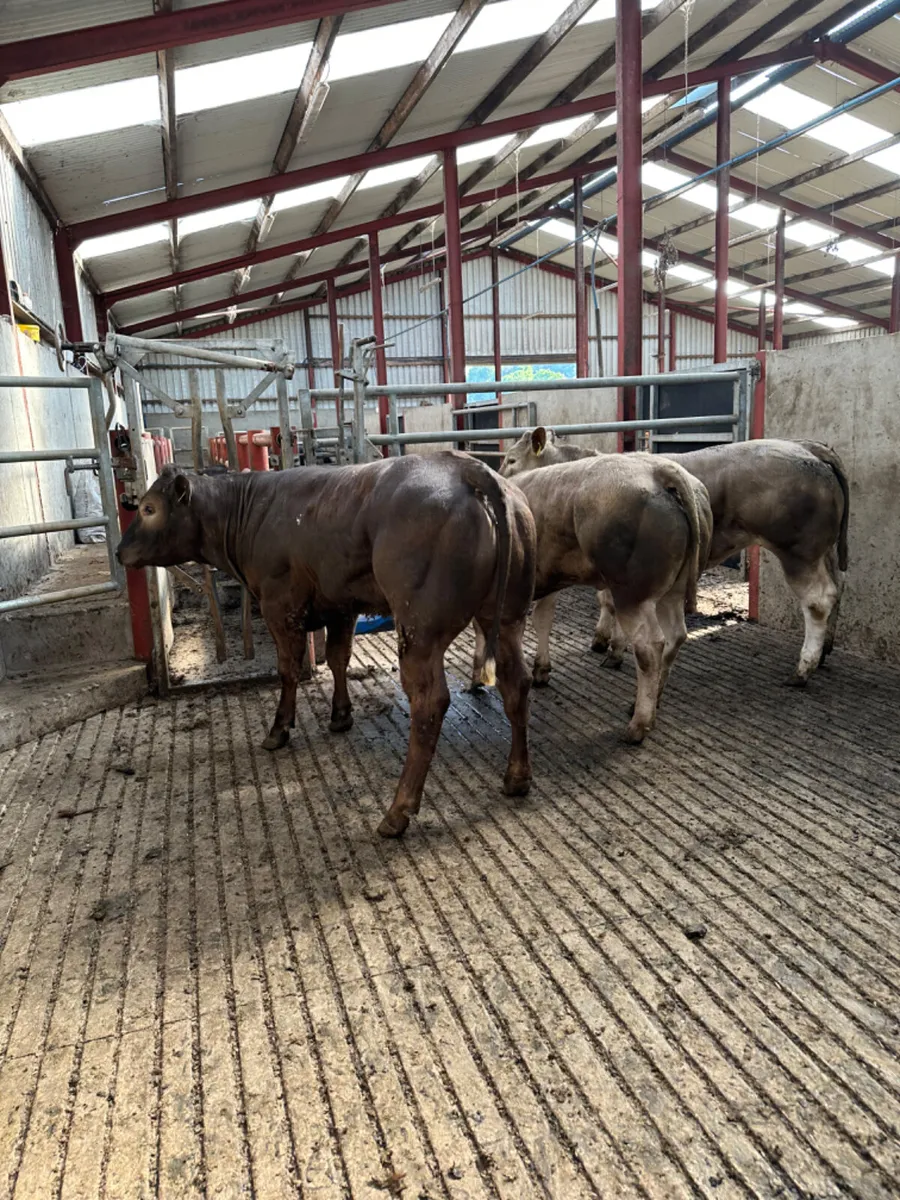 E grade heifers - Image 1