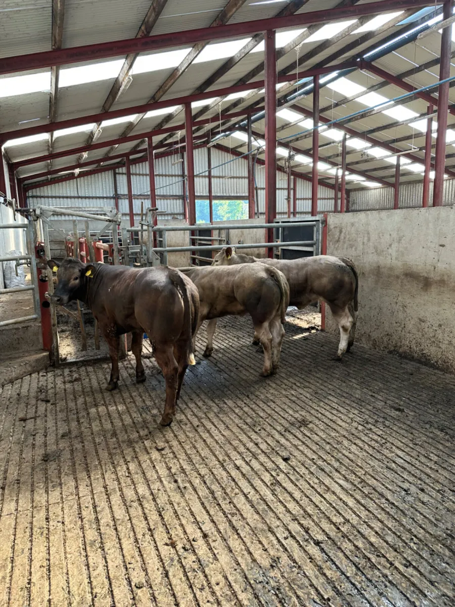 E grade heifers - Image 2