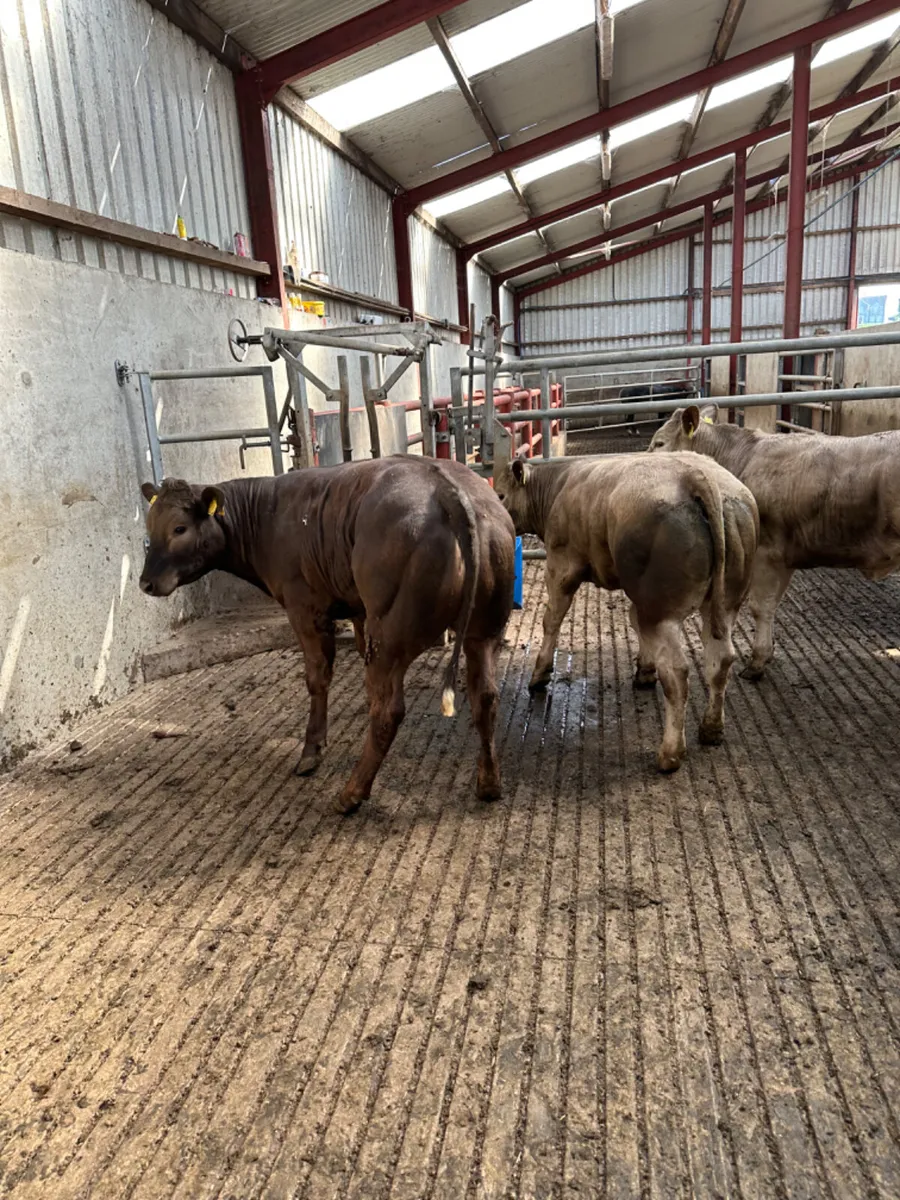 E grade heifers - Image 3