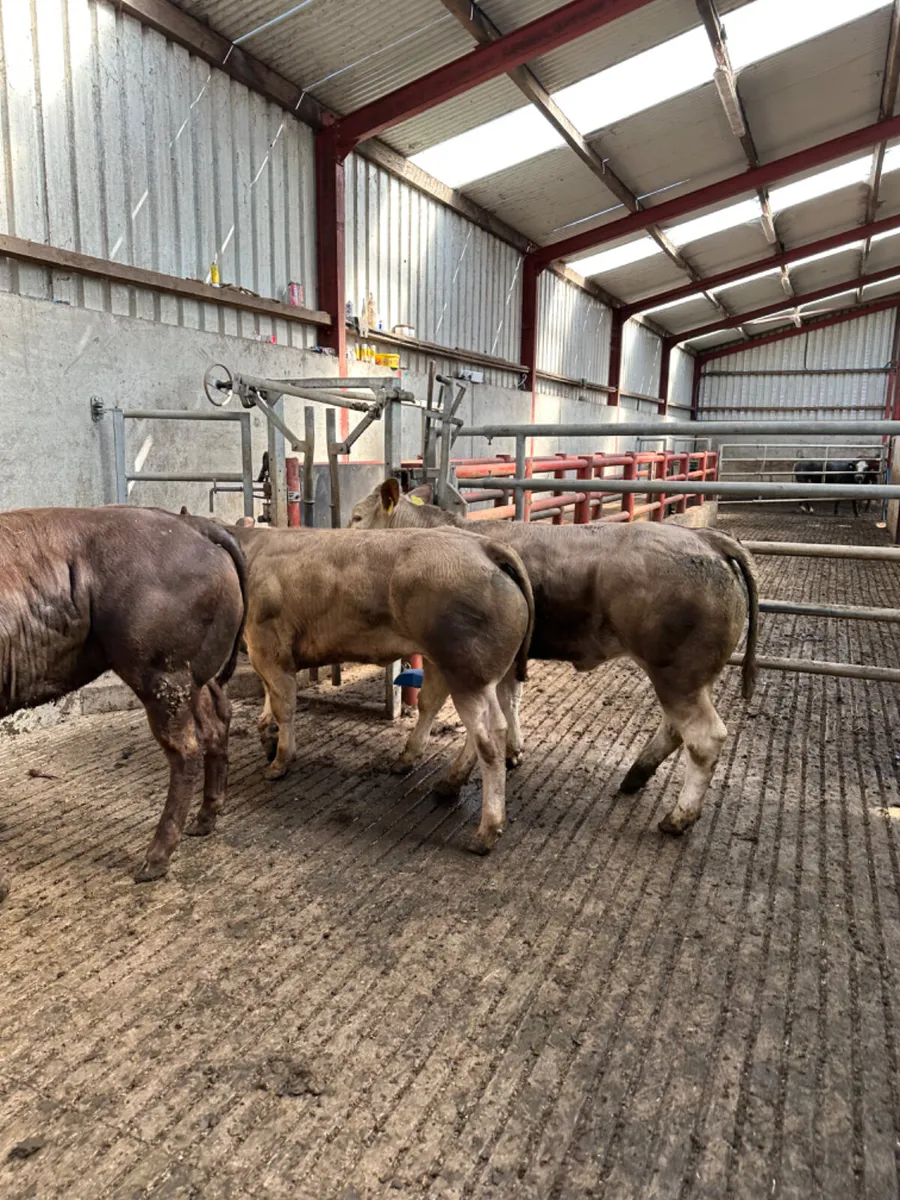 E grade heifers - Image 4