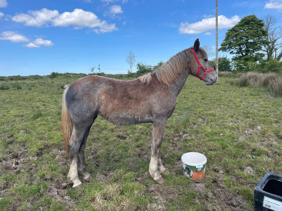 Yearling RID Filly - Image 1