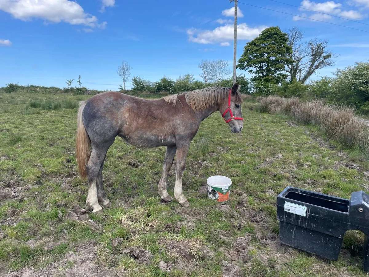 Yearling RID Filly - Image 2