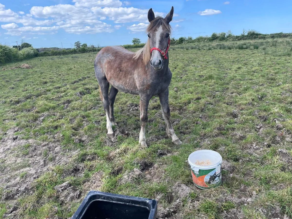 Yearling RID Filly - Image 3
