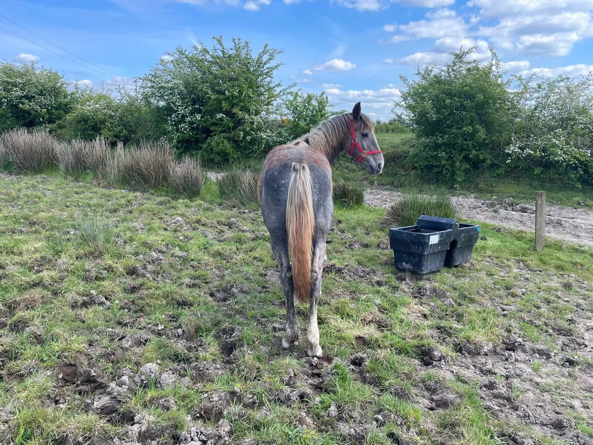 Yearling RID Filly - Image 4