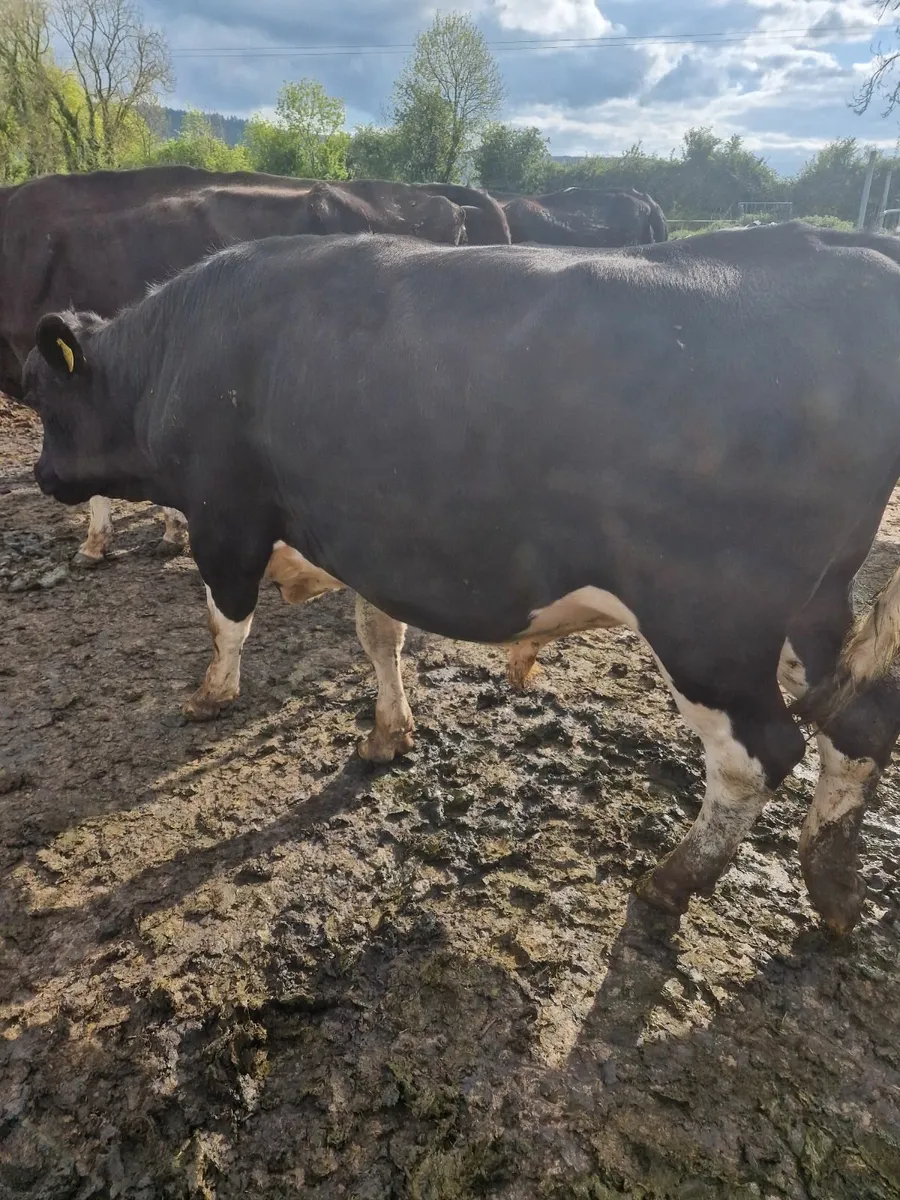 Freisen  bull - Image 2