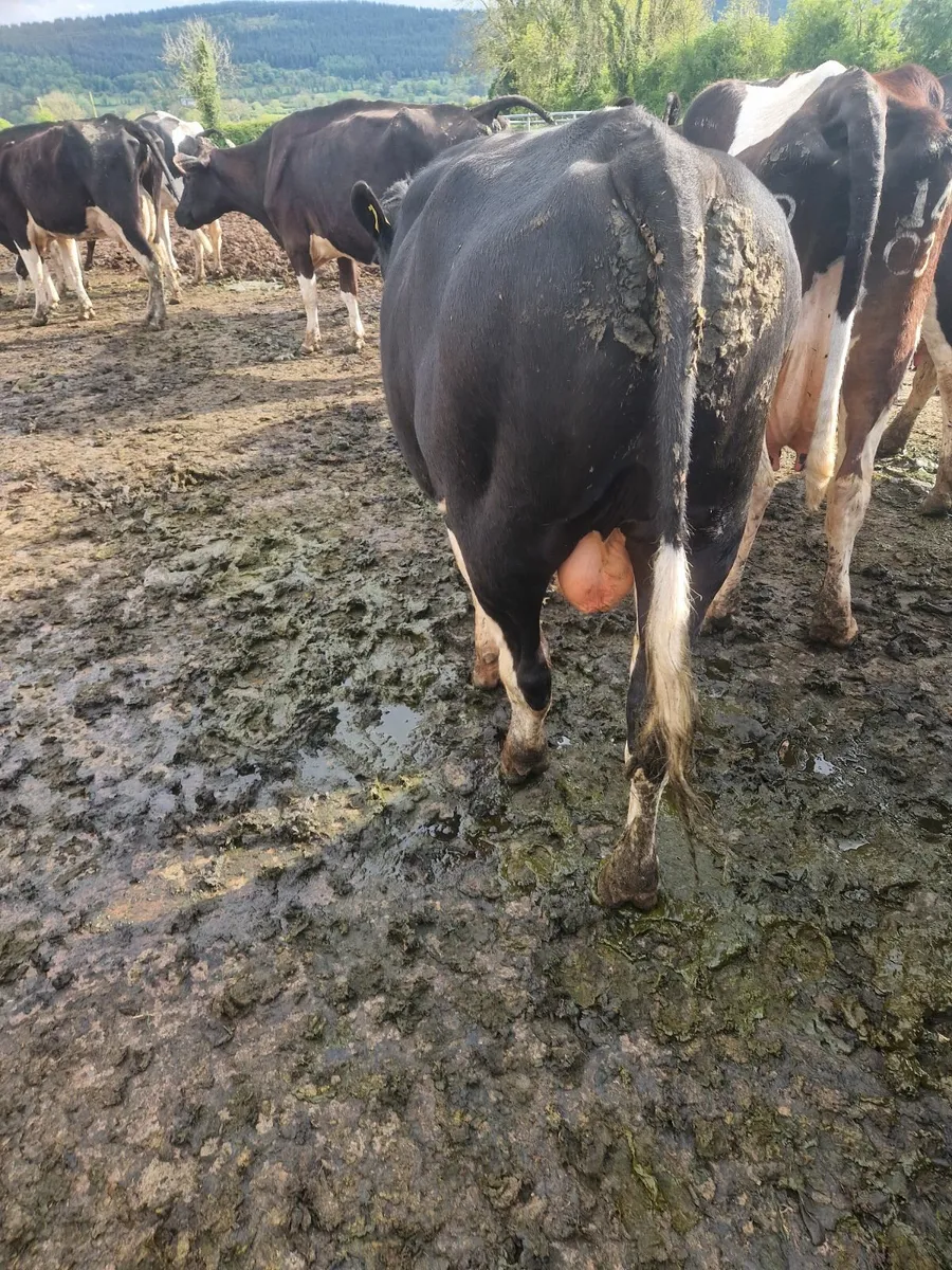 Freisen  bull - Image 3