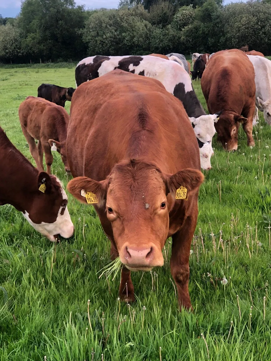 Cow and calf - Image 1