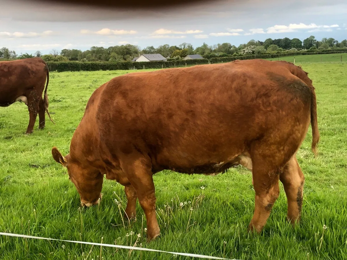 Cow and calf - Image 2