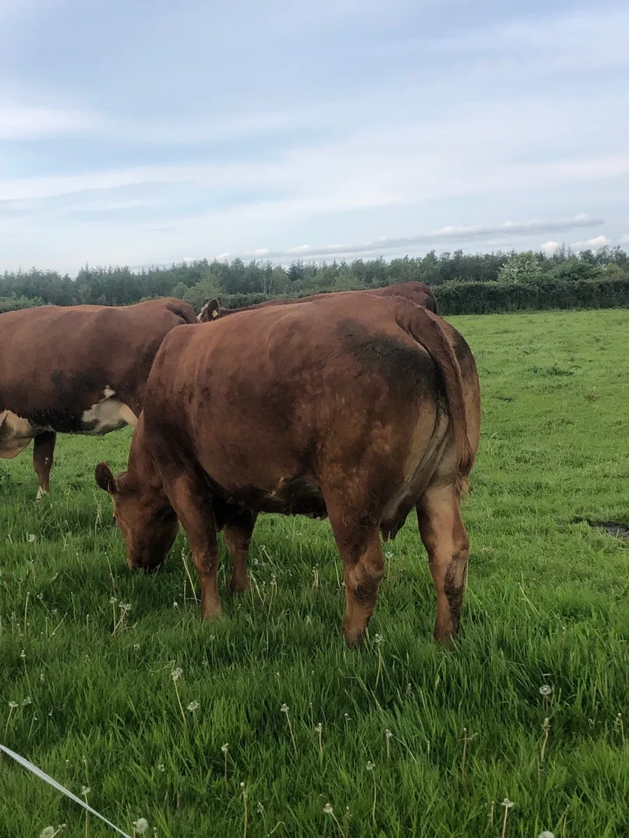 Cow and calf - Image 3