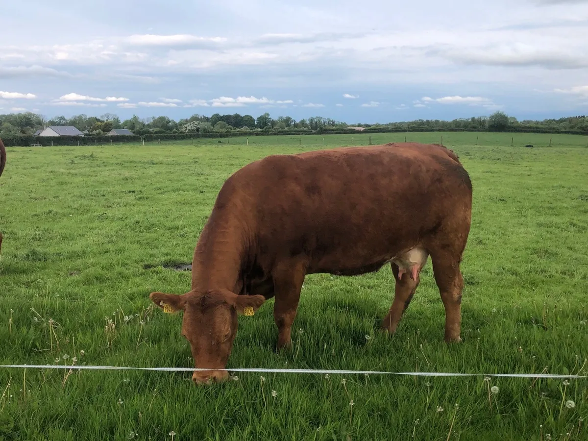 Cow and calf - Image 4