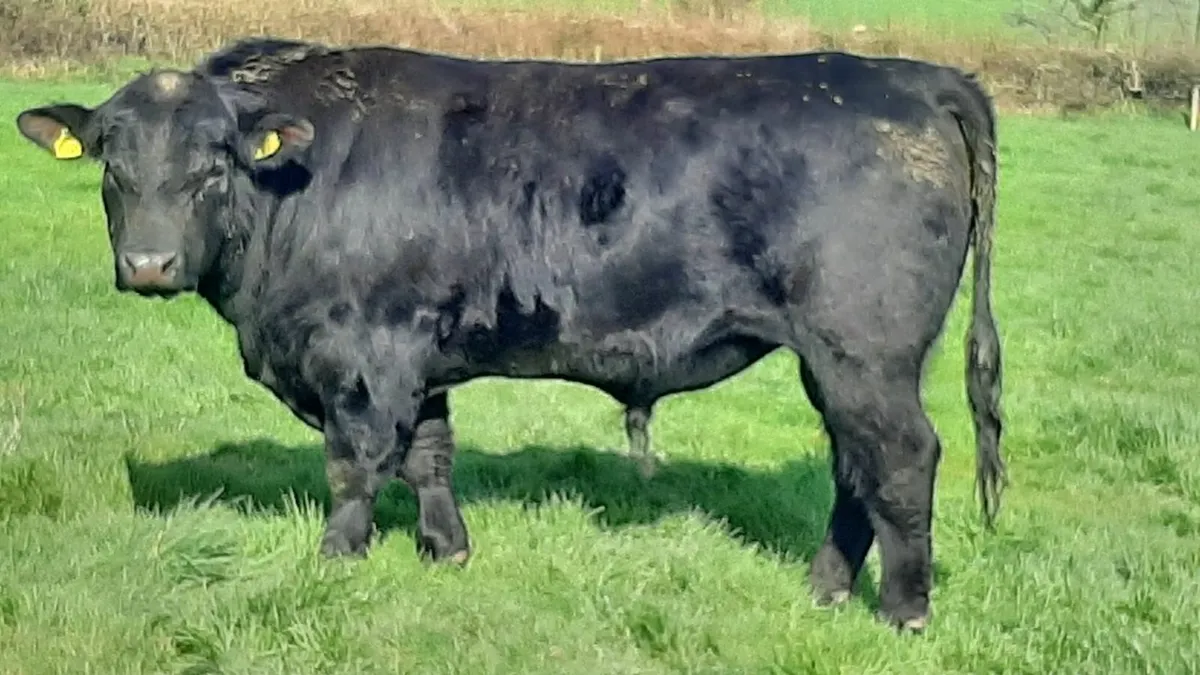 Angus bull - Image 1