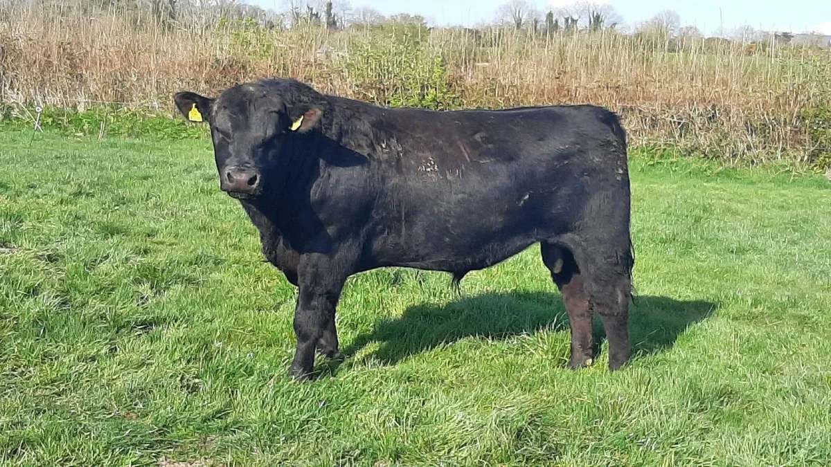 Angus bull - Image 2