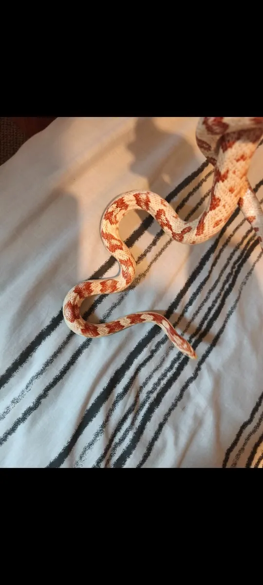 Snakes for sale - Image 1