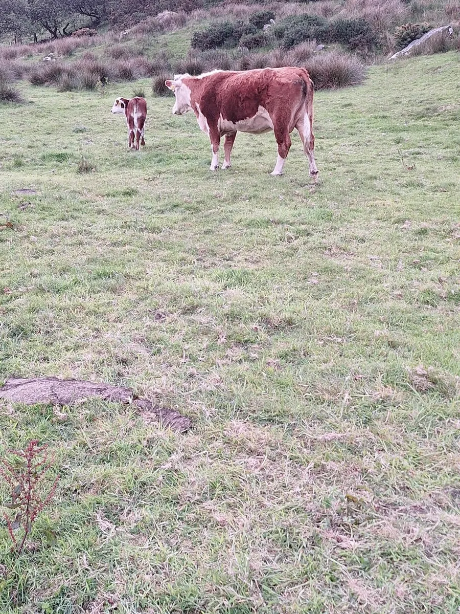 Hereford Cow and bull calf for sale kenmare mart - Image 3