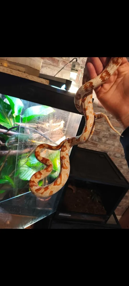 Snakes for sale - Image 2