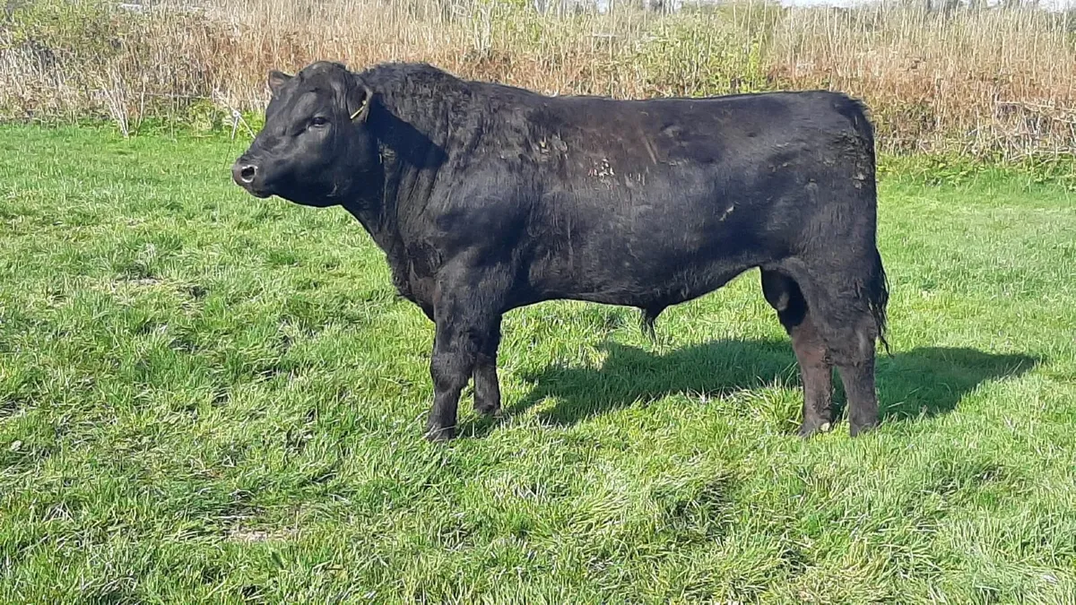 Angus bull - Image 3