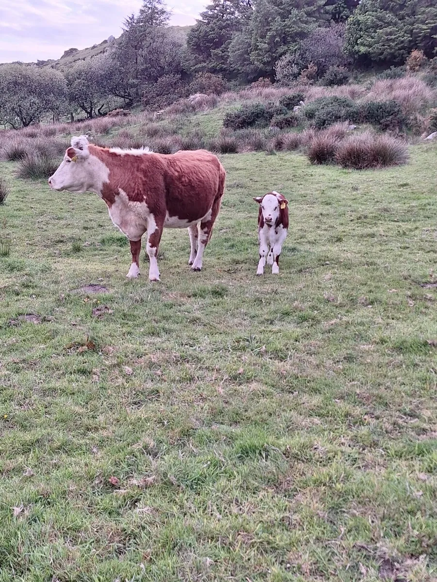 Hereford Cow and bull calf for sale kenmare mart - Image 4