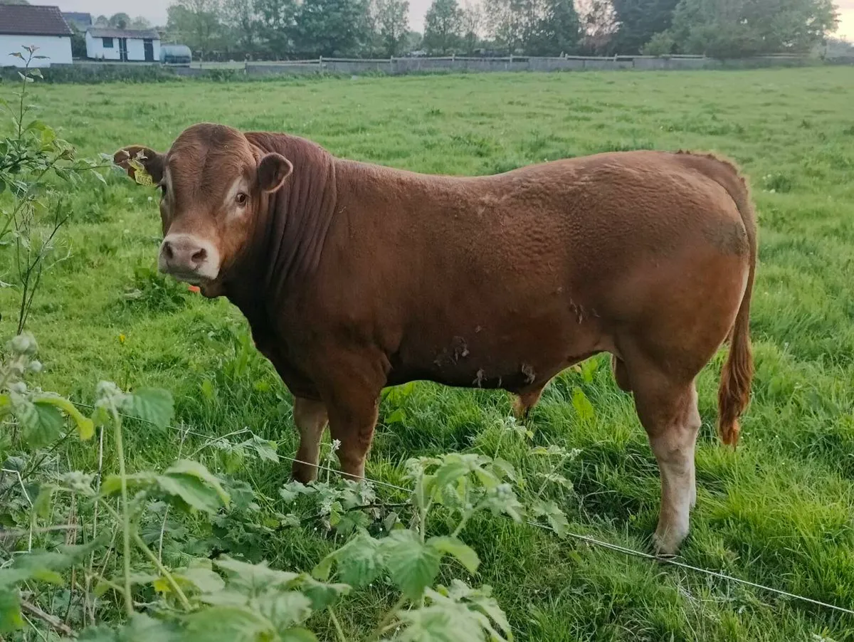 Pedigree Limousin bull, heifer - Image 3