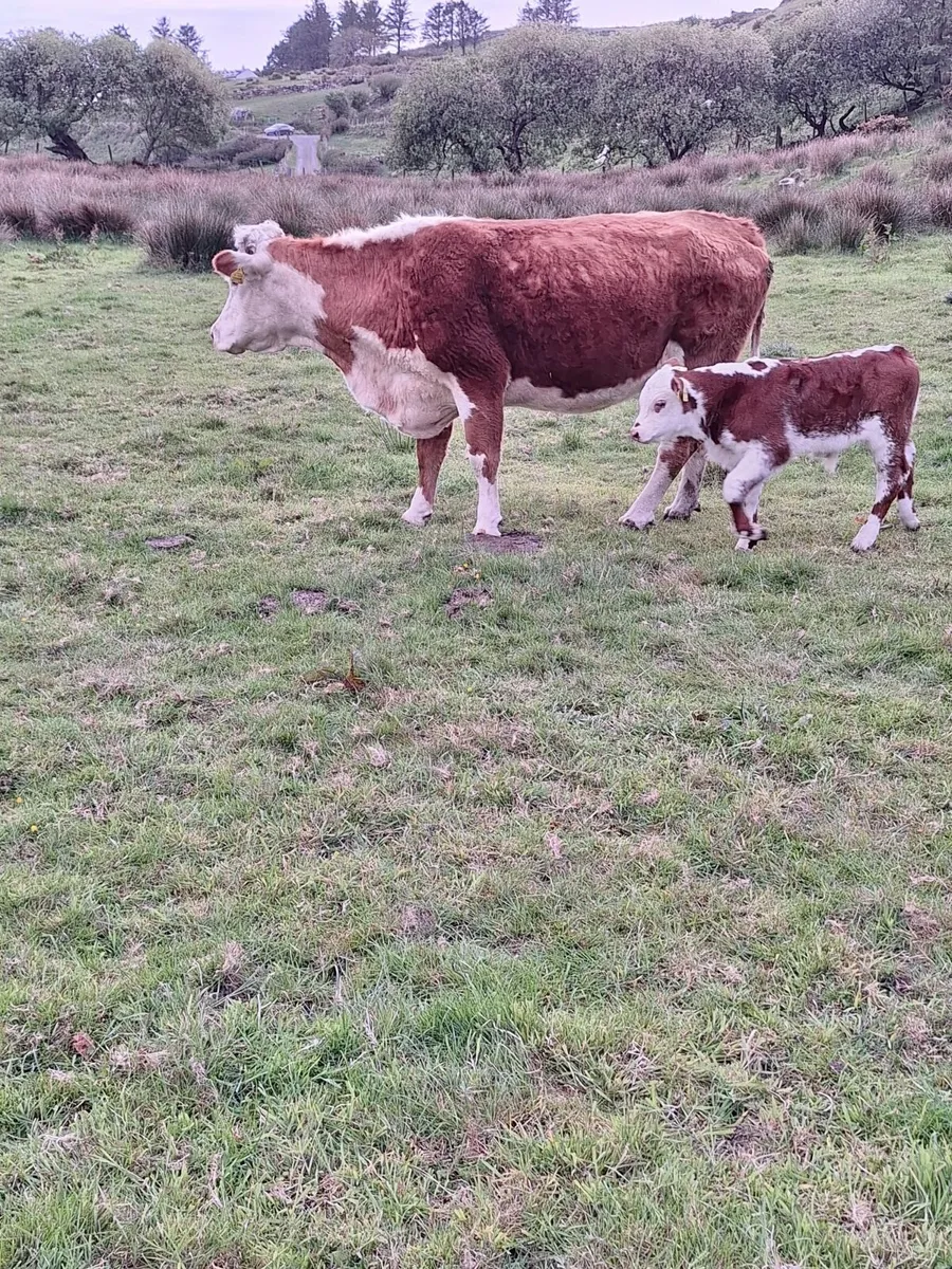 Hereford Cow and bull calf for sale kenmare mart - Image 1