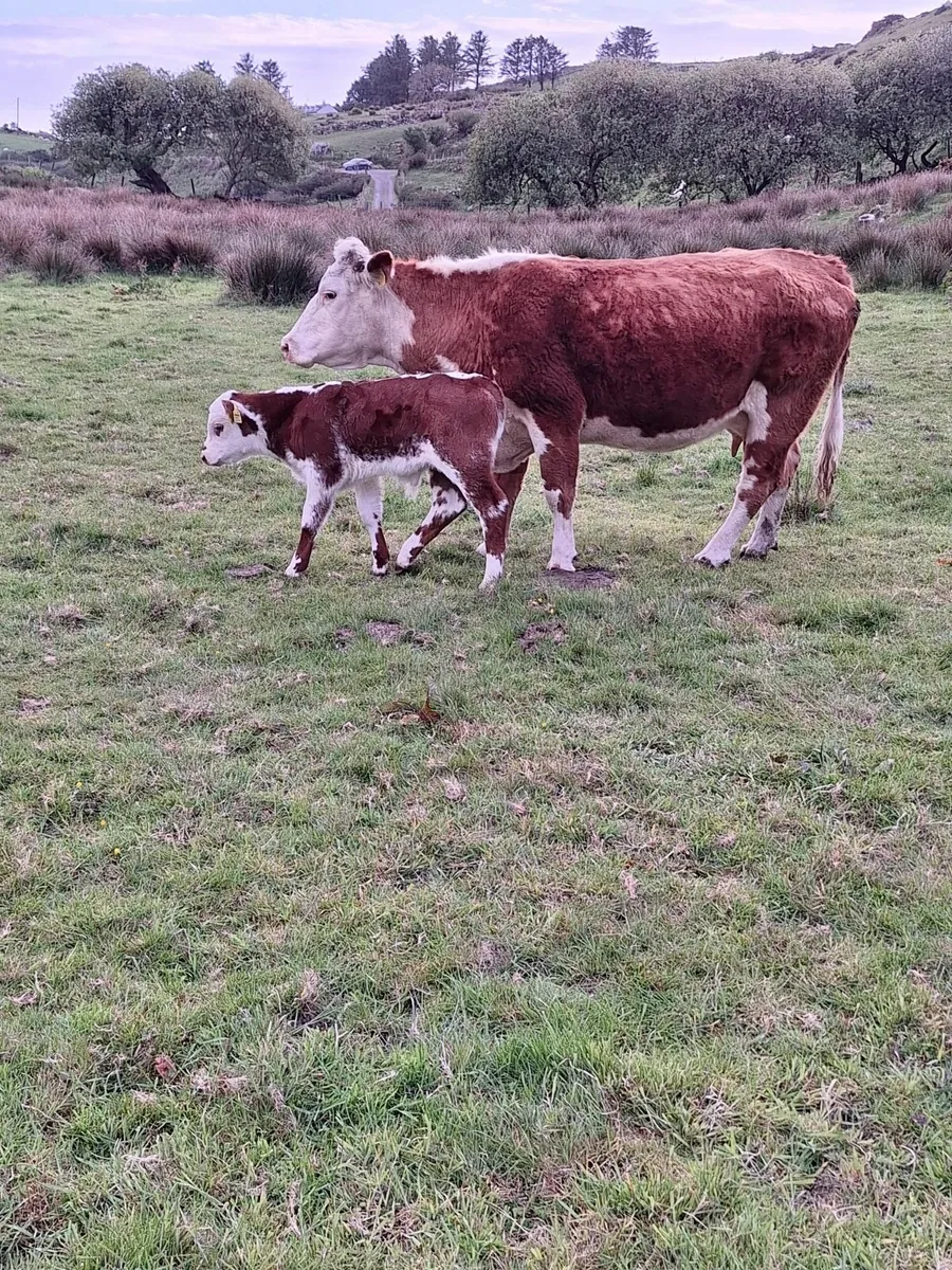 Hereford Cow and bull calf for sale kenmare mart - Image 2