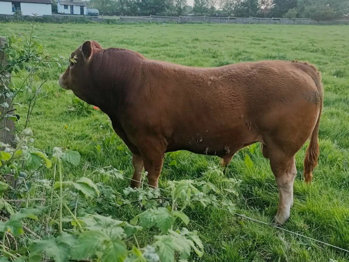 Pedigree Limousin bull, heifer - Image 4