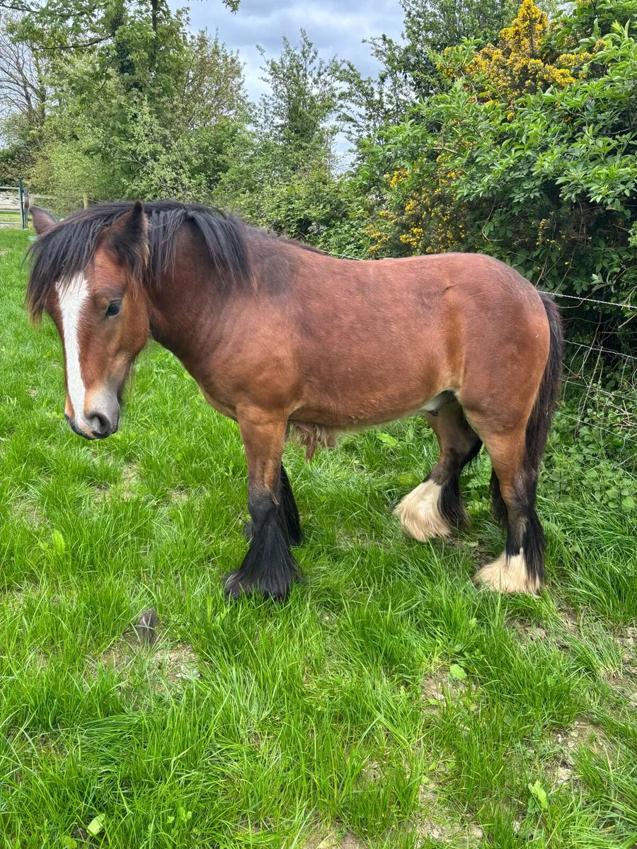 Striking Yearling Cob Colt - Image 1