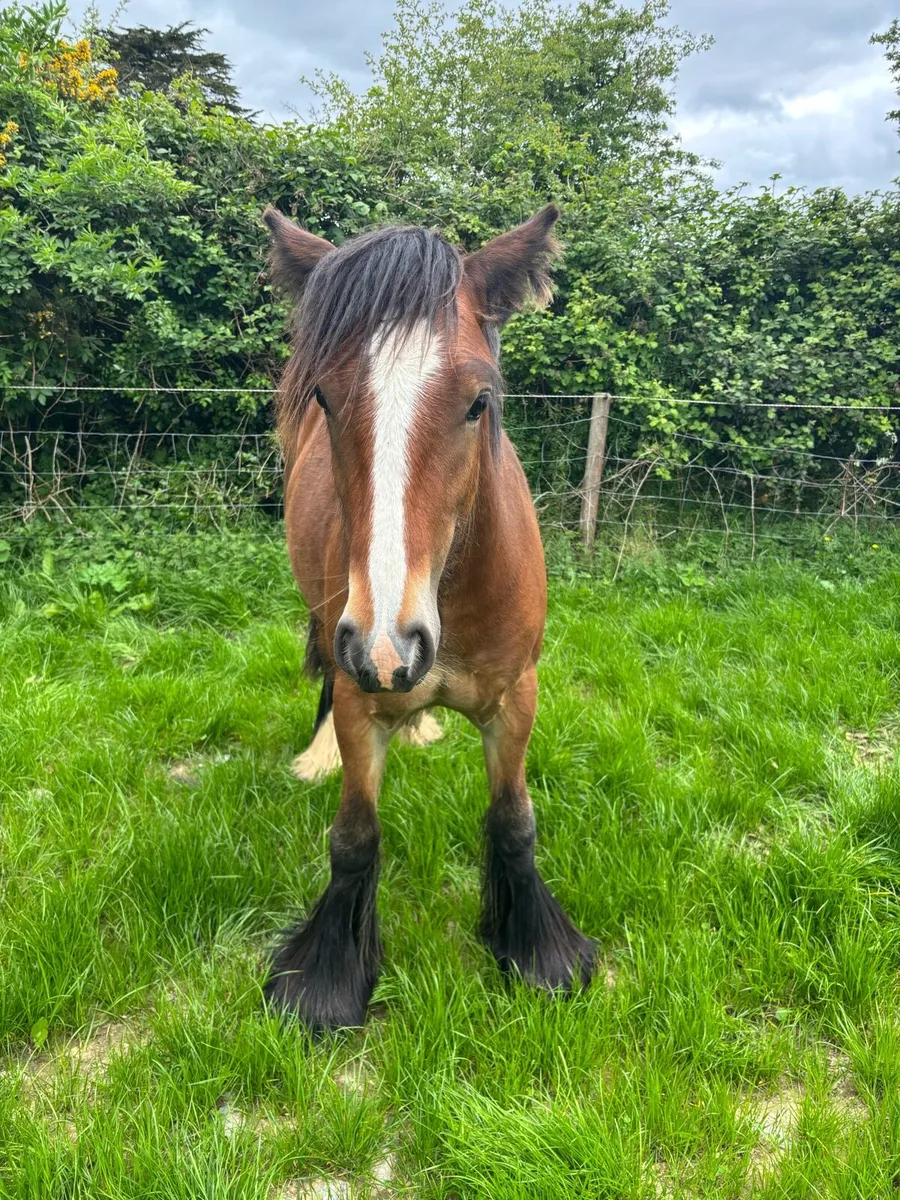 Striking Yearling Cob Colt - Image 2