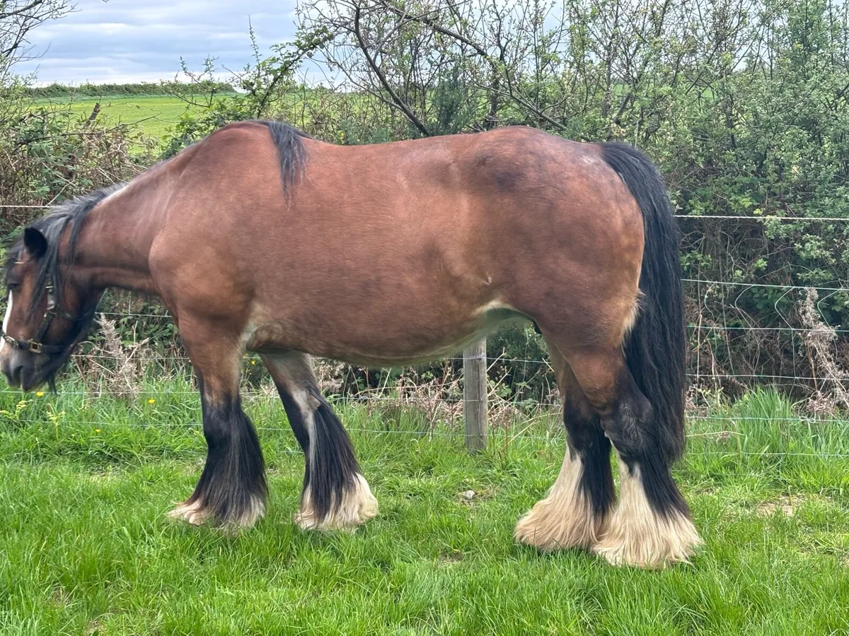 Striking Yearling Cob Colt - Image 3