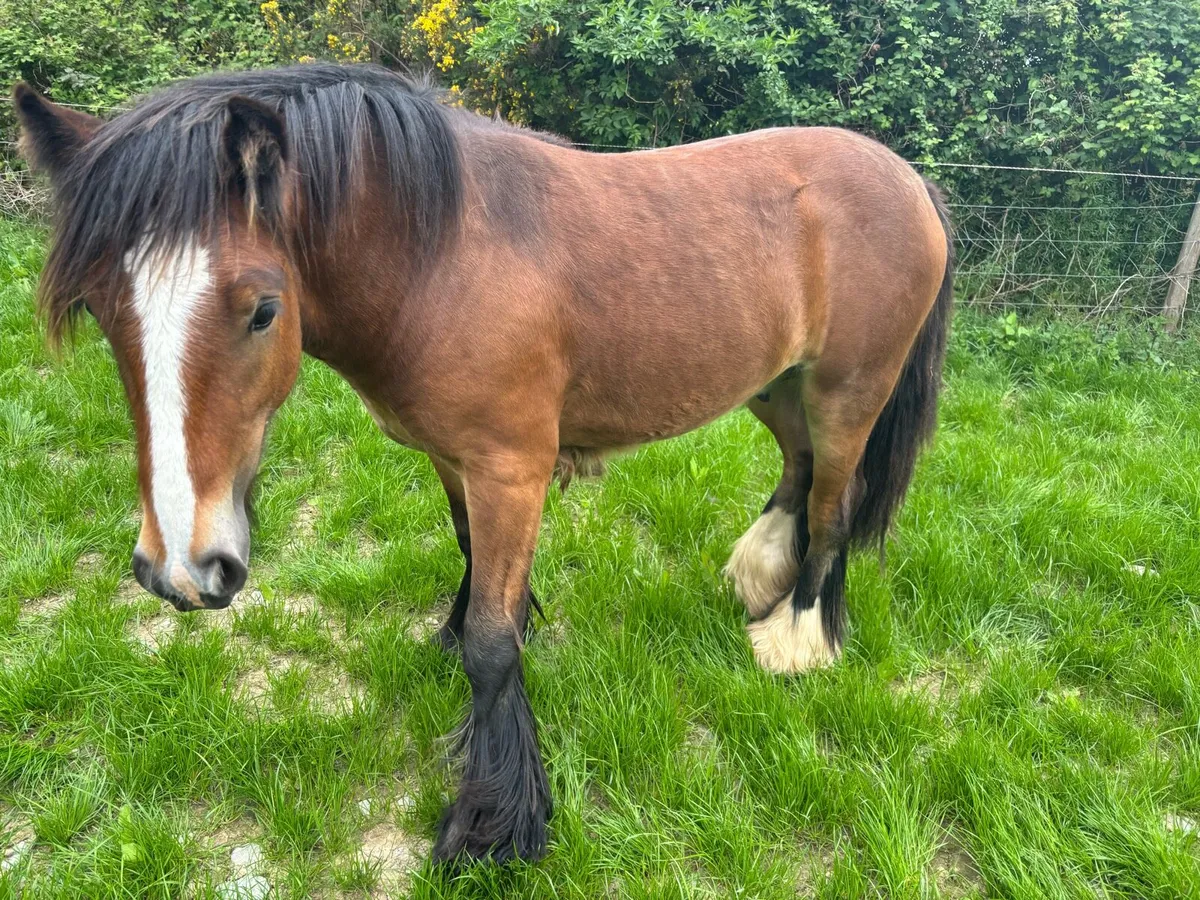 Striking Yearling Cob Colt - Image 4