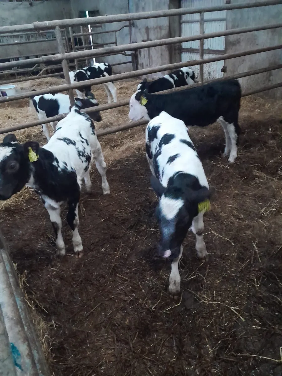 Belgium blue calves - Image 1