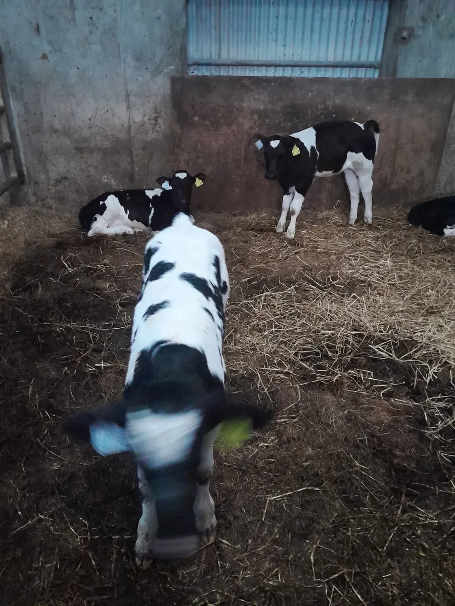 Belgium blue calves - Image 2