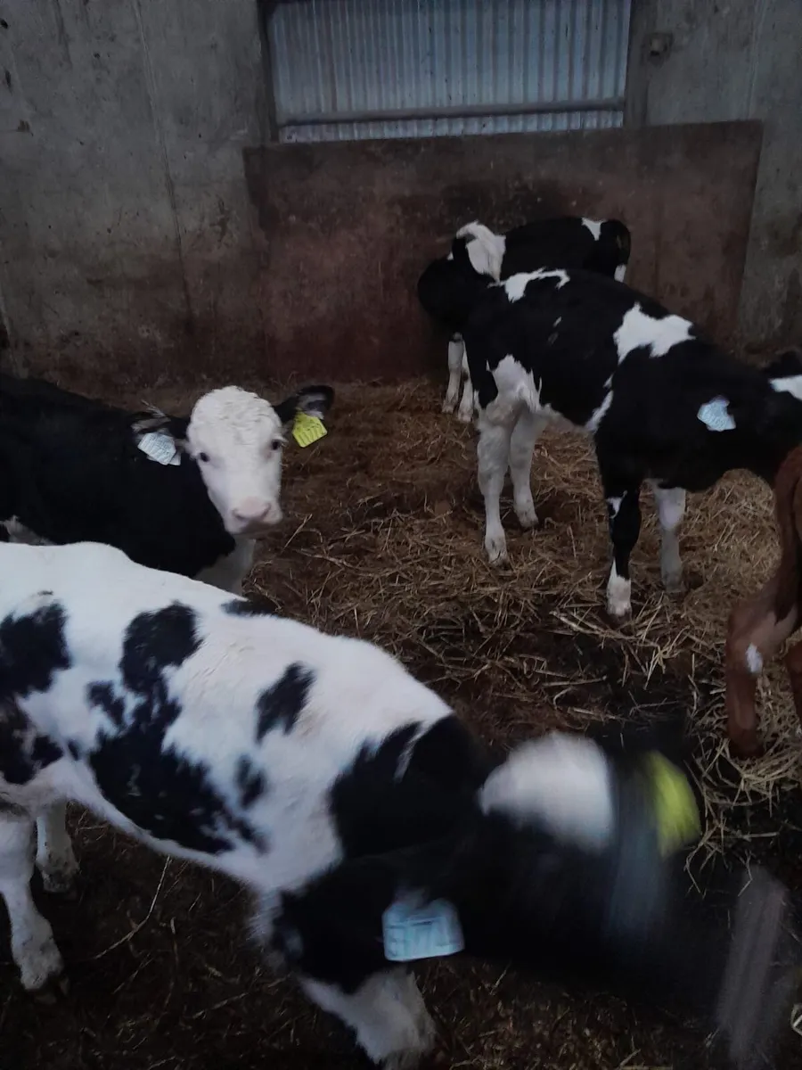 Belgium blue calves - Image 3