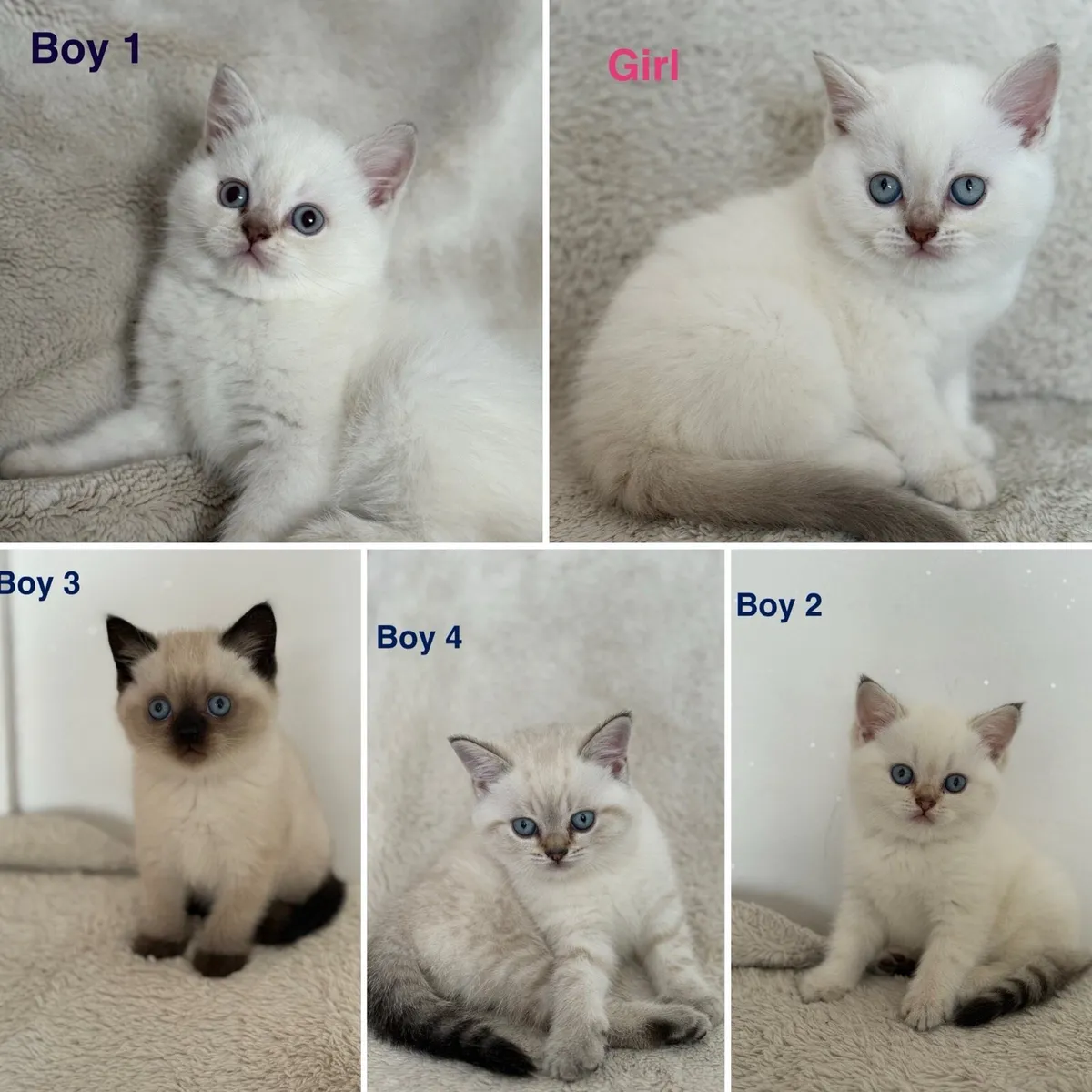 British Short Hair kittens - Image 1
