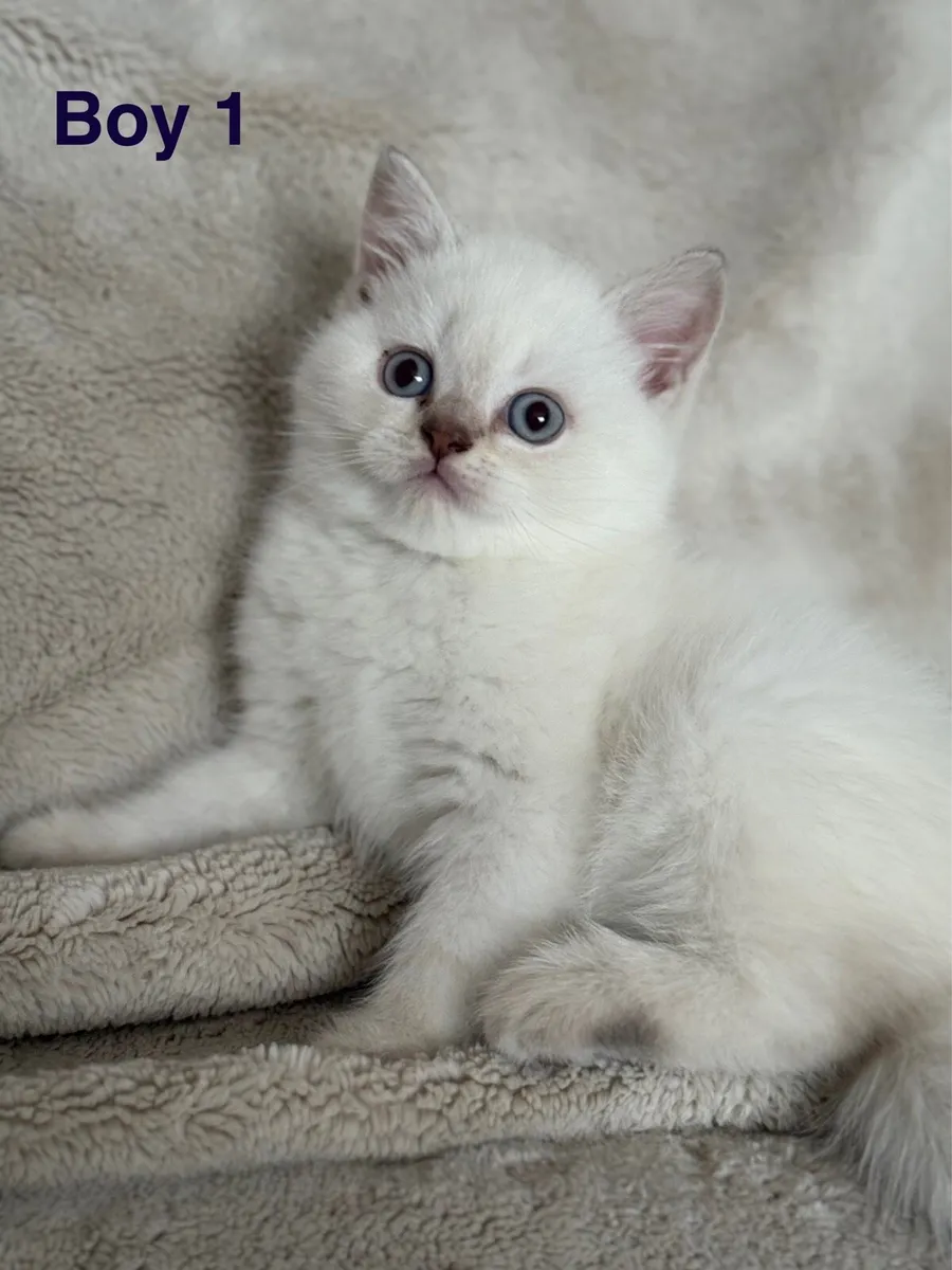 British Short Hair kittens - Image 2