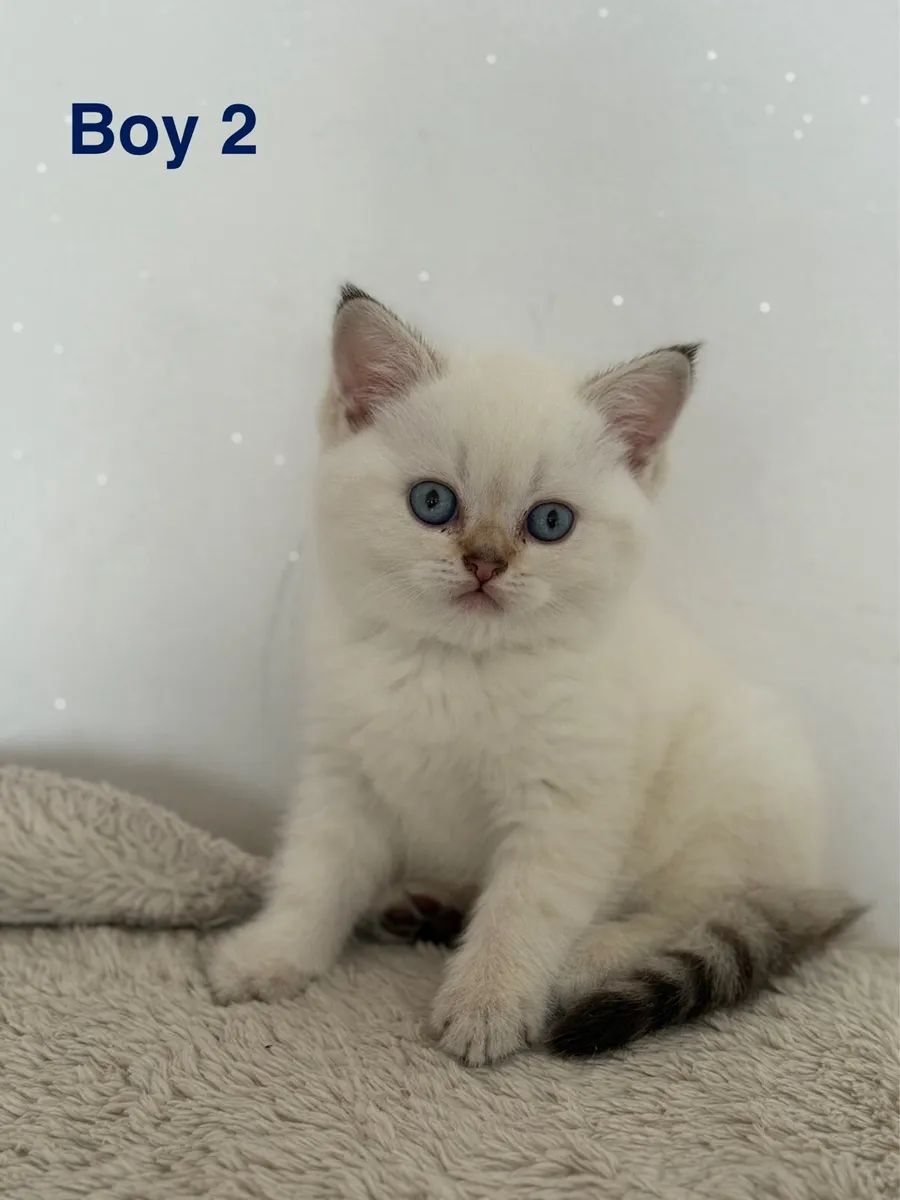 British Short Hair kittens - Image 3
