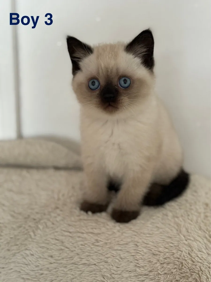 British Short Hair kittens - Image 4
