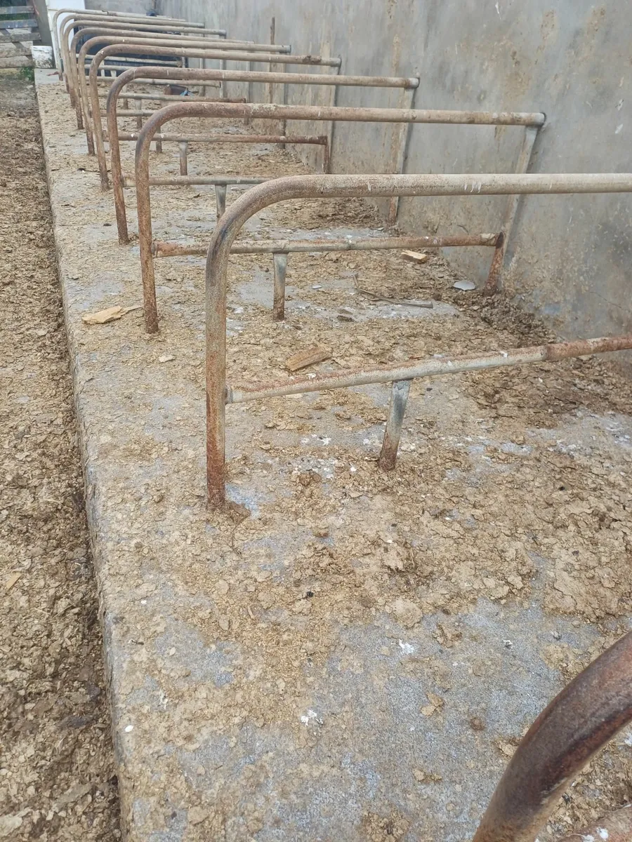 Cattle cubicles - Image 2