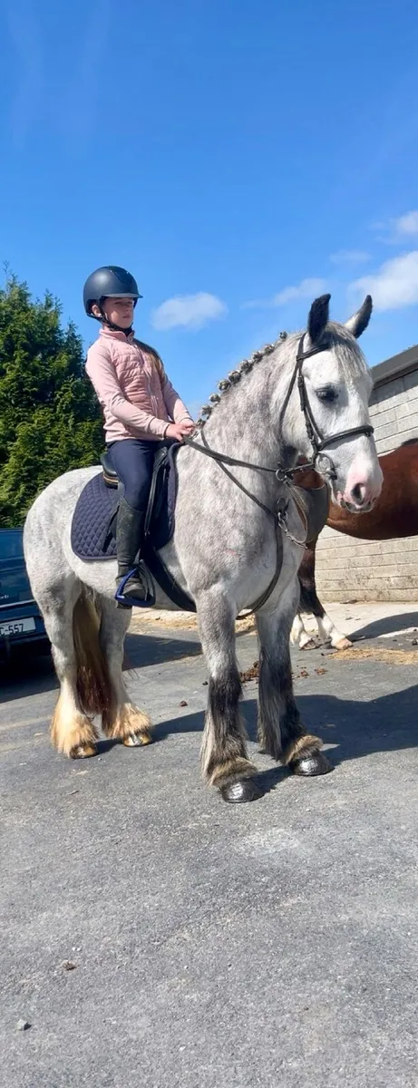 🤩Dolly perfect alrounder pony🤩 - Image 1