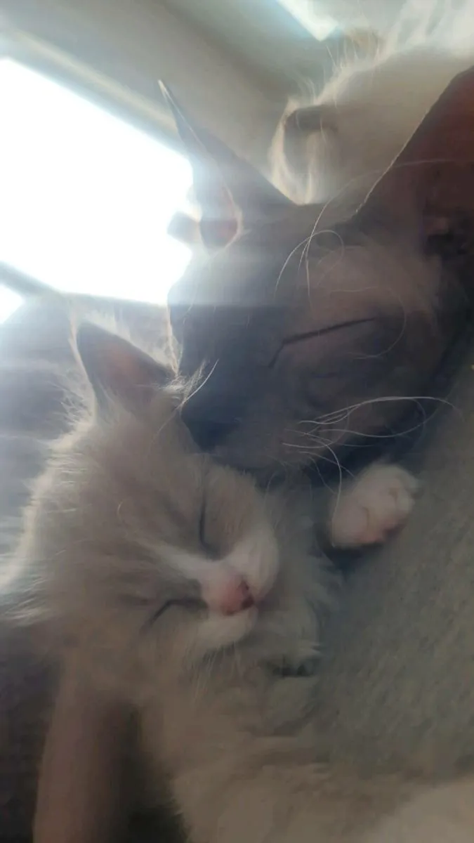 Lilac female sphynx kitten - Image 1