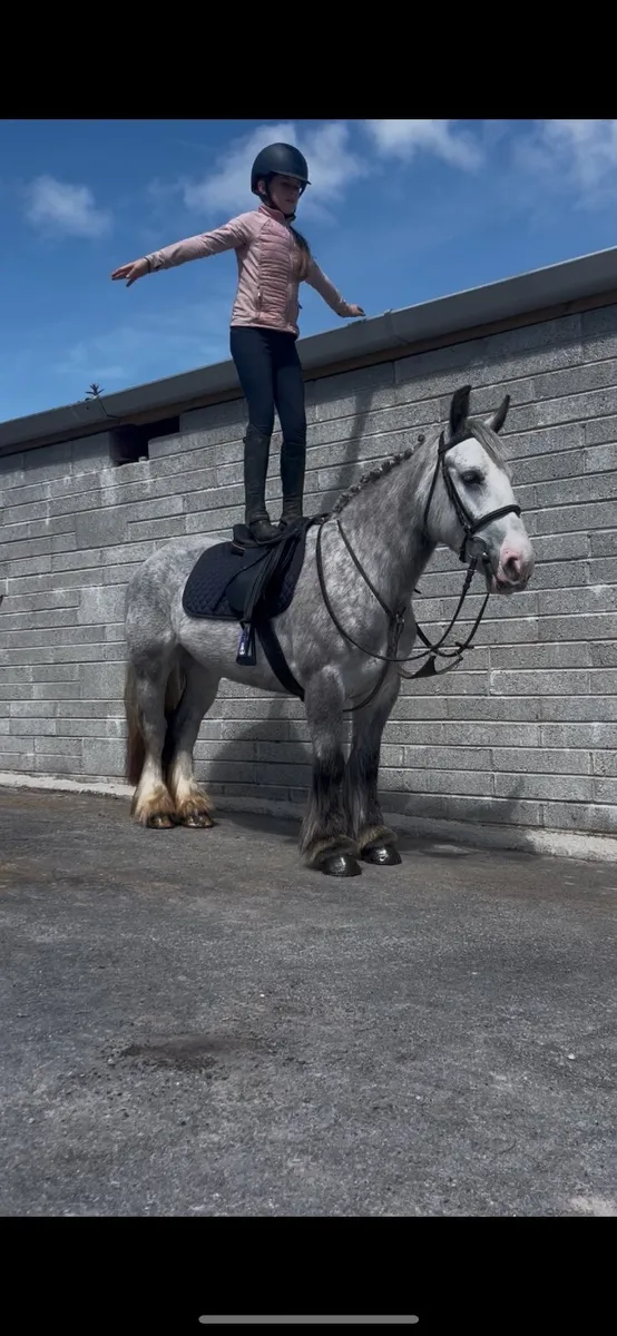 🤩Dolly perfect alrounder pony🤩 - Image 2