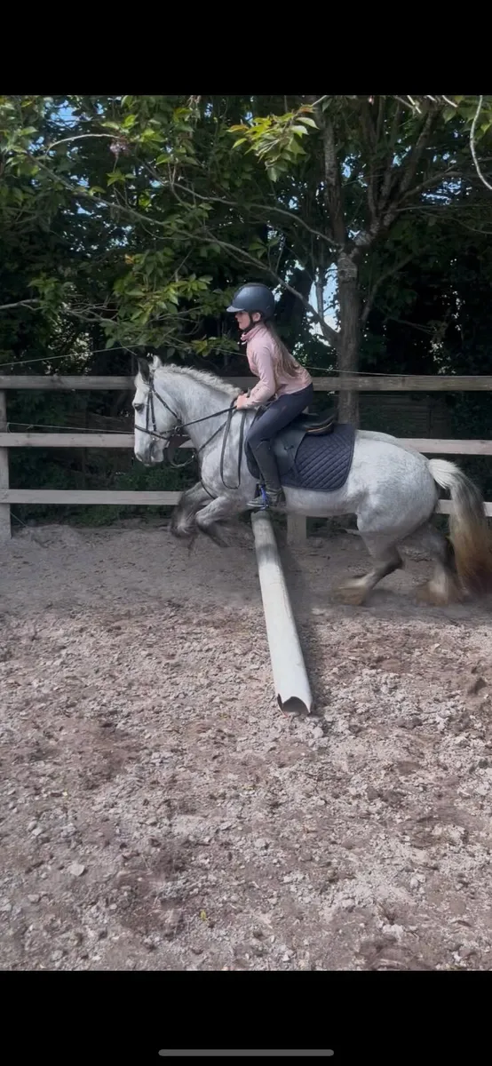 🤩Dolly perfect alrounder pony🤩 - Image 3