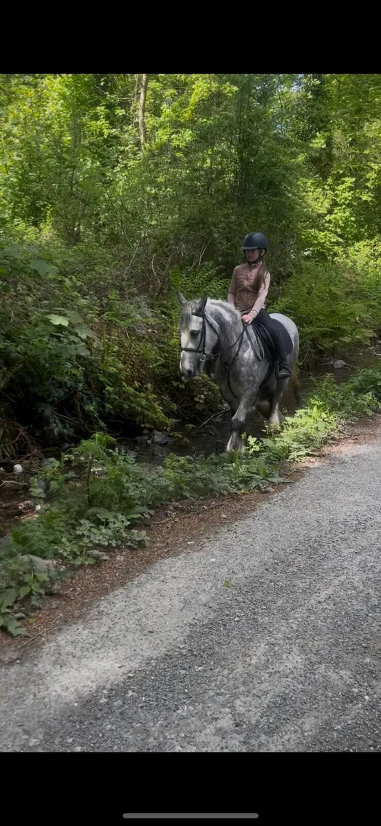 🤩Dolly perfect alrounder pony🤩 - Image 4