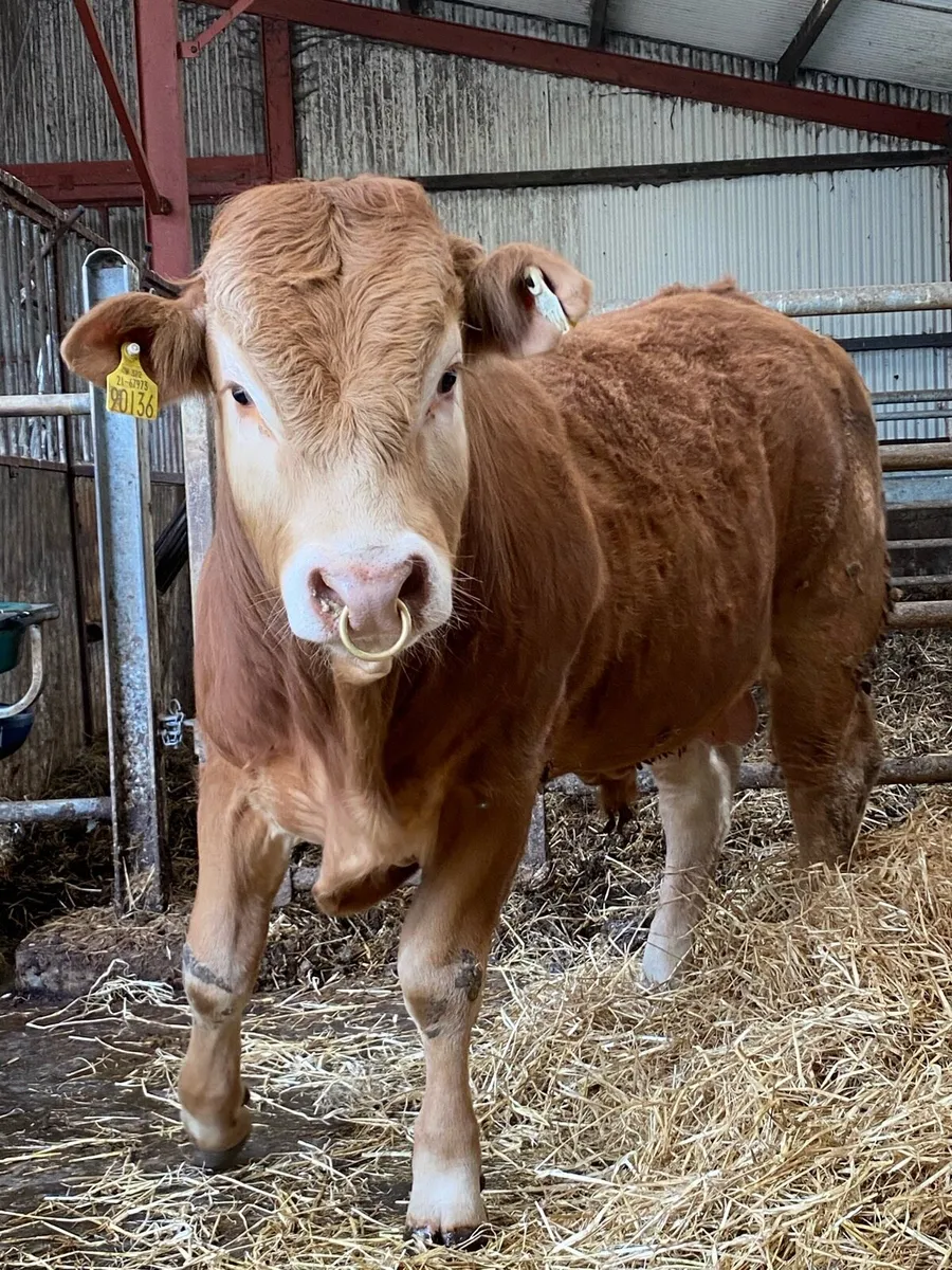 Limousin bull - Image 1