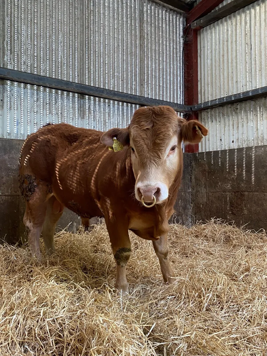 Limousin bull - Image 2